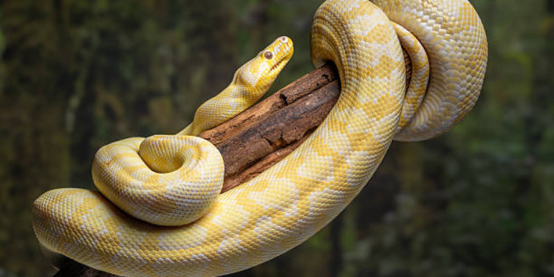 Атырауда үйінде питон ұстаған әйелге айыппұл салынды