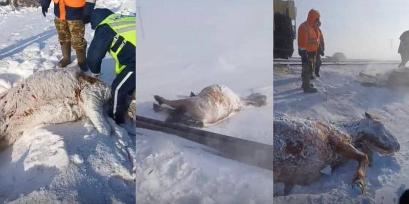 Ақмола облысында пойыз 11 жылқыны қағып кетті