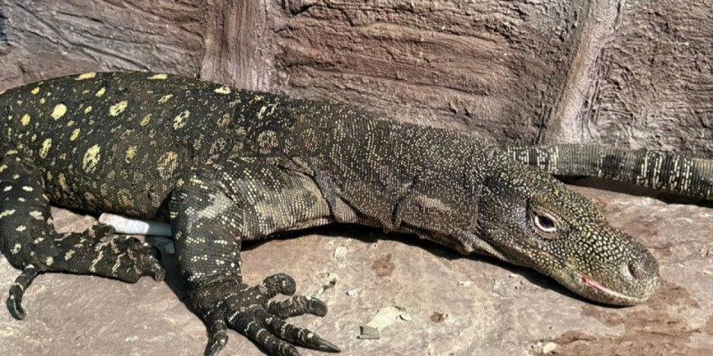 Алматы зообағына сирек кездесетін Жаңа Гвинеяның алып кесірткелері әкелінді