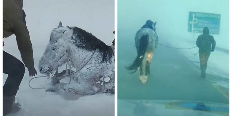 ТЖМ қызметкері жануарды құтқару үшін 3 шақырым жүгірген (ВИДЕО)