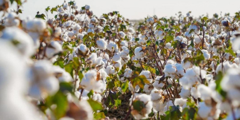 Соңғы 7 жылда Қазақстанда ауыл шаруашылығы өнімінің көлемі екі есеге жуық өсті