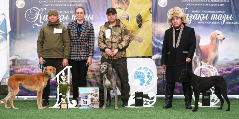 Алматыда тазы тұқымының үздіктері анықталды