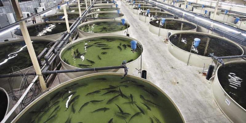 Атырау облысында жылына 130 тонна балық өндіретін балық өсіру кешені іске қосылды