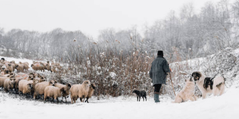 «Жан керек екен»: 5 күн далада жатып қалған малшы оқиғаның қалай болғанын айтты
