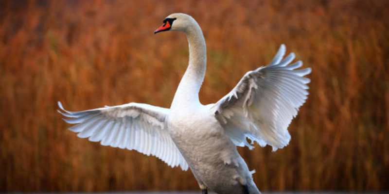 Каспий теңізі жағалауынан аққулардың өлекселері табылды