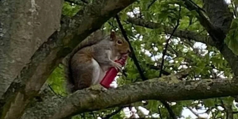 Ұлыбританияда тиіндер электронды темекіге әуес бола бастады