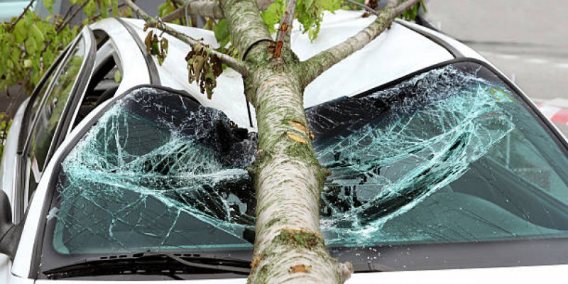 Қарағанды тұрғыны көлігіне ағаш құлағаны үшін әкімдіктен ақша өндіріп алды