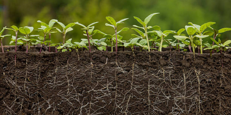 Ақмола облысында шенеуніктер инвестордан 16 мың гектар жерді алып қоймақ болған