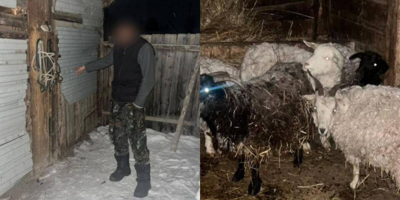 Шығыс Қазақстанда қорадағы малды шанаға салып алып кеткендер ұсталды