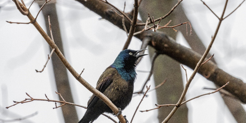 Қазақстанда құстың 20 жаңа түрі табылды