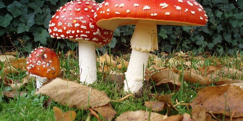 Саңырауқұлақтар “сөйлесе” алады: ғалымдар ақпарат алмасу механизмін анықтады