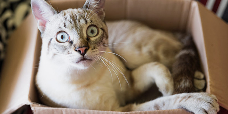 Ғылым іш пыстырмайды: ең күлкілі 5 ғылыми зерттеу