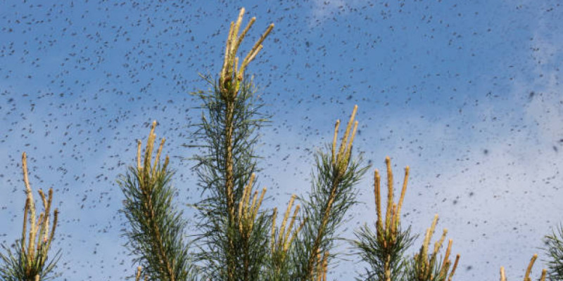 Астанада маса мен шіркейге қарсы күрес жұмысы қалай өтеді?