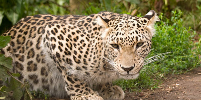 Манғыстау облысында сирек кездесетін барыс бейнетаспаға түсті