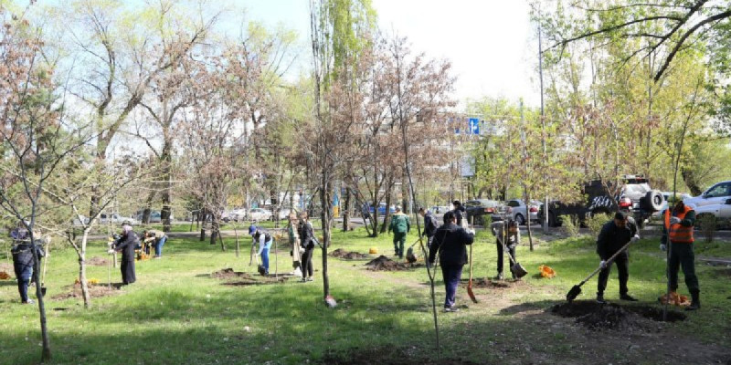 Таза Қазақстан: Биыл Алматыда 550 мыңнан астам ағаш пен бұта егіледі