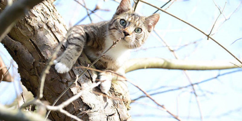 Павлодарда мысықты талдан түсірмек болған ер адам көз жұмды
