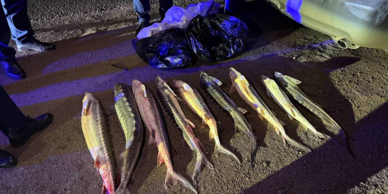 Ақтауда қызыл балықты заңсыз тасымалдаған азамат ұсталды