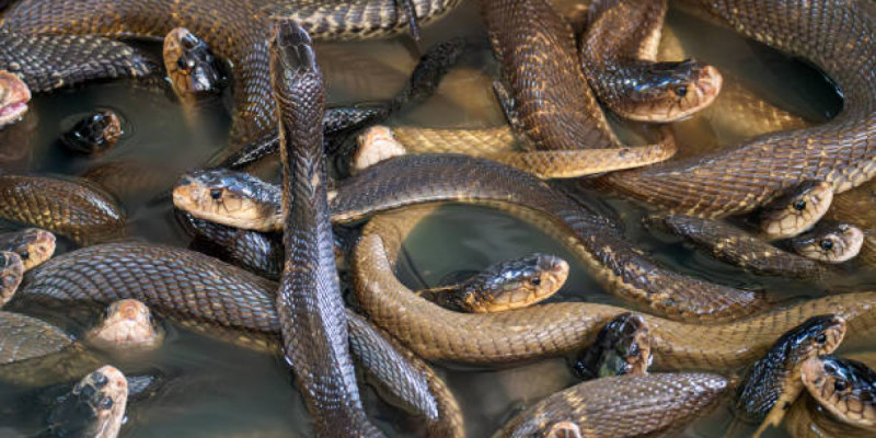 Үндістан шекарасын жылан мен қолтырауынға қорғатпақ