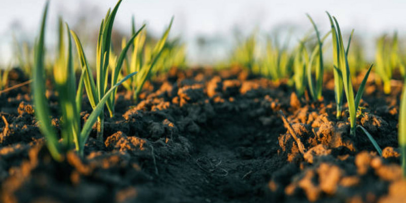 Қостанай облысында құны 50 млн теңге болатын жер телімі қайтарылды