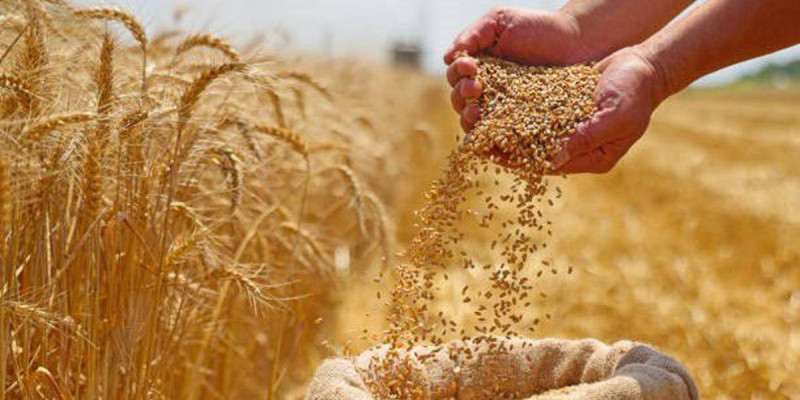 Астық пен ұн экспорты 9,9 млн тоннаға жетті