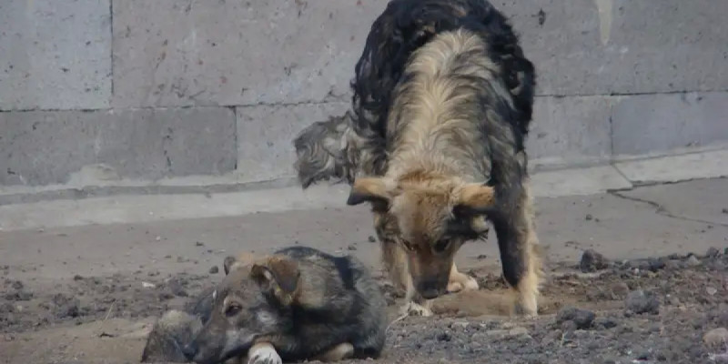 Қазақстанда жануарларға қатысты заңға өзгеріс енгізіледі