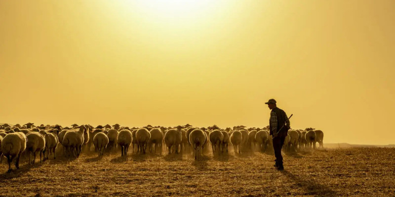 4,8 млн теңге: Батыс Қазақстан облысының тұрғыны ағасының қойларын сатып, бәске тіккен