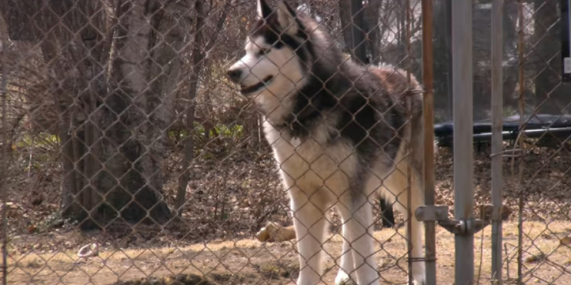 Семейде 9 жастағы қызды қаңғыбас иттер талап тастаған