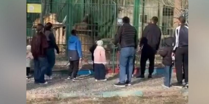 Семейде арыстанға тас лақтырған адамдар іздестіріліп жатыр