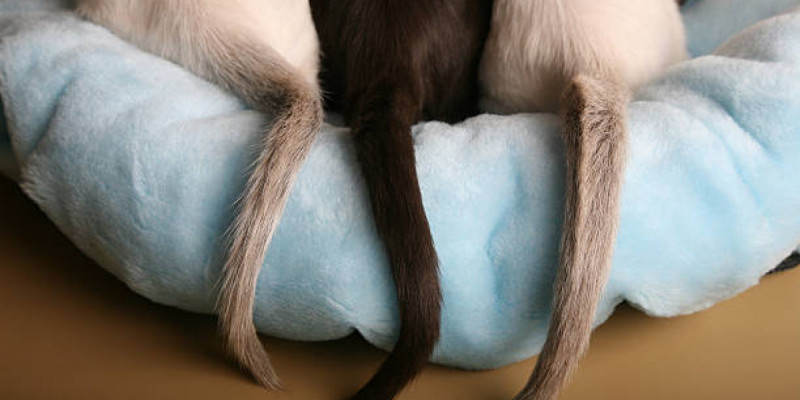 Адамда неге құйыршық жоқ? – зерттеу