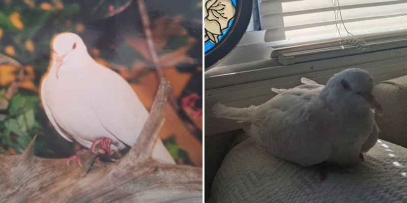 Ең ұзақ жасаған көгершін Гиннестің рекордтар кітабына енді