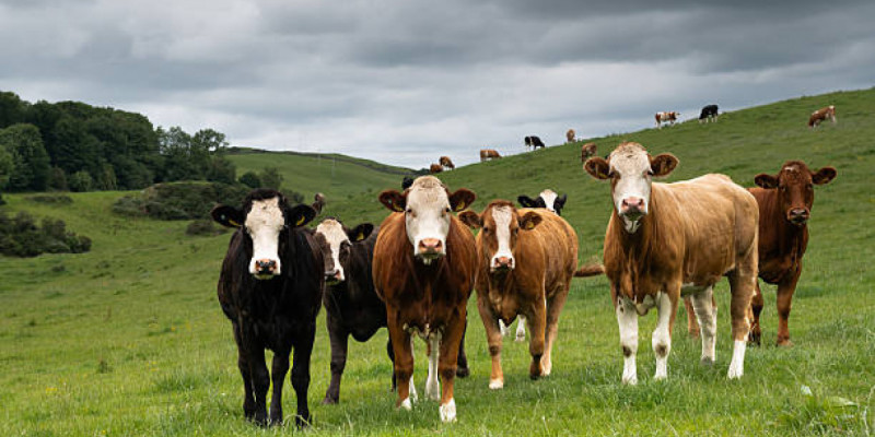 Жетісу облысында мал ұрыларының мүлкі мемлекет кірісіне тәркіленді