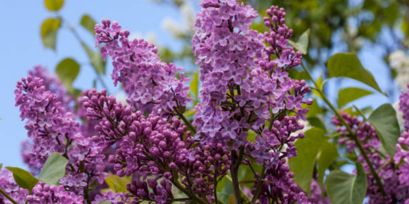 Қазақстанда сиреньді рұқсатсыз жұлғандарға айыппұл салынады