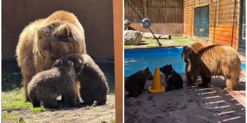 Алматыдағы зообақта «Қызыл кітапқа» енген қонжықтар дүниеге келді