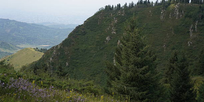 Іле Алатауының бөктеріндегі жер телімі мемлекетке қайтарылды