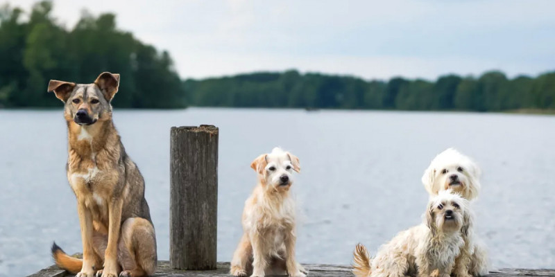 Қарағандыда бір үйде 40-қа жуық қаңғыған ит асыраған тұрғын көршілерінің мазасын қашырды