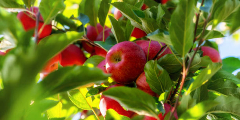 430 млн теңге: Шымкентте алма бақтарын салуға бөлінген қаржы талан-таражға түскен