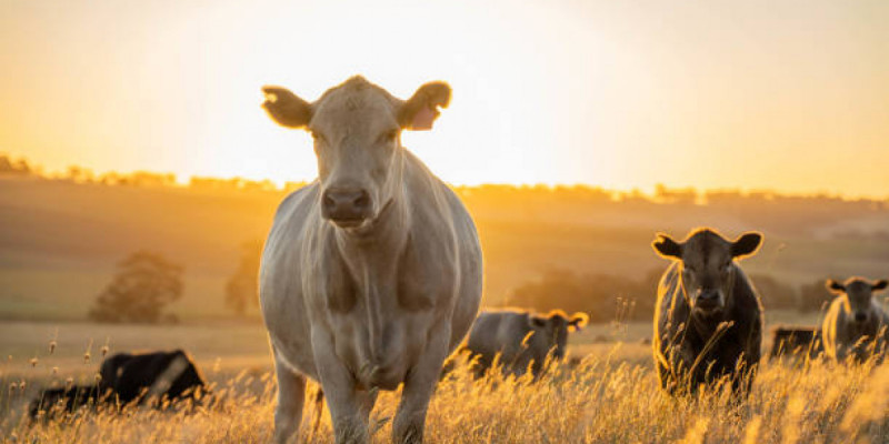 Батыс Қазақстанда мал ұрлаумен айналысқан қылмыстық топ ұсталды