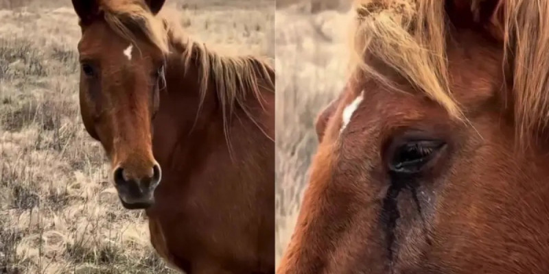 Құлынынан айрылып, жылап тұрған биенің видеосы желі қолданушыларының жүрегін елжіретті
