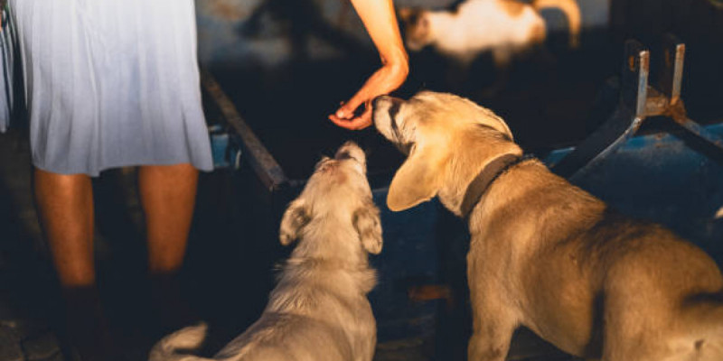 Көкшетауда қаңғыбас иттер жүкті әйелді қауып алған