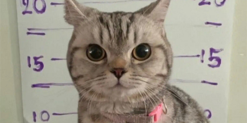 Таиландта мысыққа қарсы қылмыстық іс қозғалды