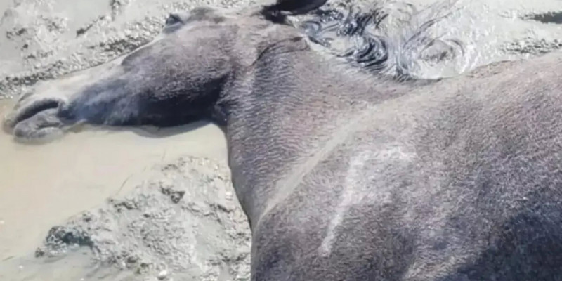 Маңғыстауда жүздеген жылқы қырылды: арнайы комиссия құрылды