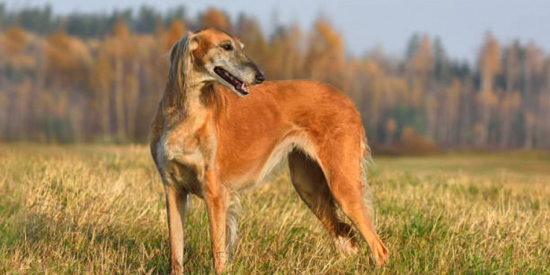 Қазақстанда тағы бір жаңа мереке пайда болмақ