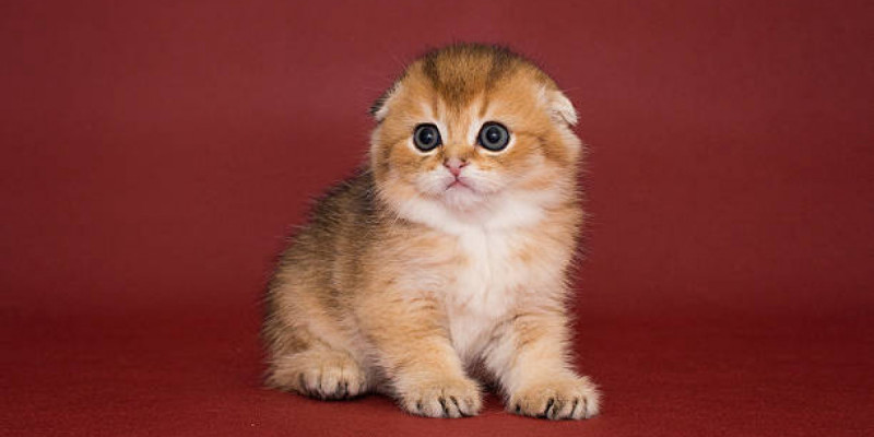 Семейлік әйел мысықты кір жуғыш машинаға салып өлтірген