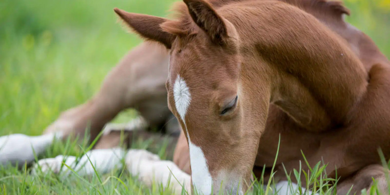 Ақмола облысында өрт сөндірушілер шұңқырға түсіп кеткен құлынды құтқарып алды (ВИДЕО)
