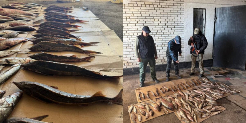 Батыс Қазақстанда 273 келі балық аулаған азамат ұсталды