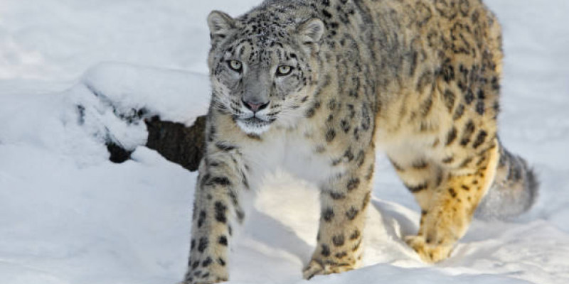 Қазақстандағы қар барысының саны екі есе ұлғайды – Президент