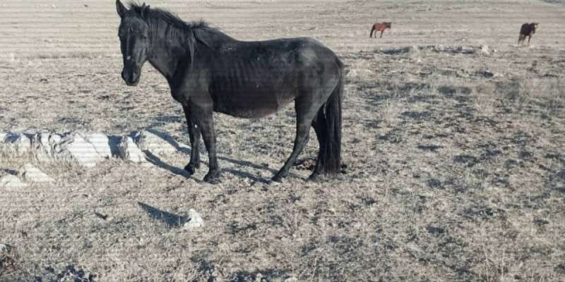 Жамбыл облысында мал ұрлығымен айналысқан екі топ ұсталды