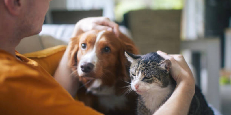 Үй жануарларын азаптағандар қылмыстық жауапкершілікке тартылуы тиіс - Мемлекет басшысы