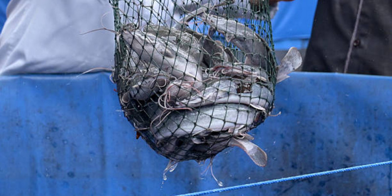 Көлігінен 500 келі бекіре табылған Атырау тұрғыны сотталды