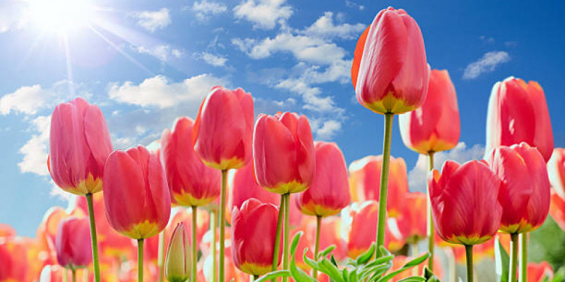 Қазақстанда күн +34 градусқа дейін жылиды